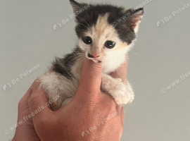 Mixed breed kittens