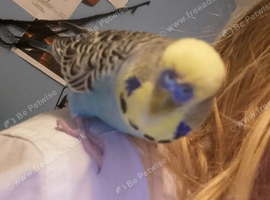2 and a half year old male Budgie