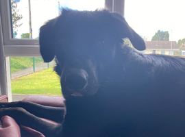 Rehoming male dog