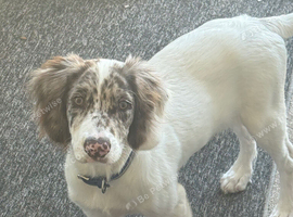 5 month old sproodle pup Winston fully health tested