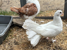 6 pigeons for sale