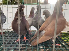 Figurita pigeons for sale