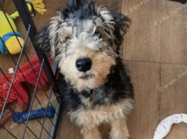 Rare SHOW Type KC Registered Lakeland Male Terrier