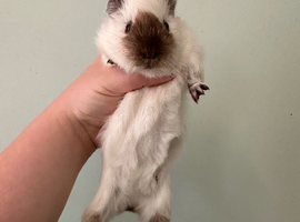 2 male guinea pigs