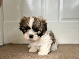 gorgeous Shihtzu pup