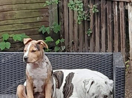 6 month American pup