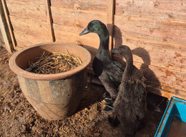 2 x cayuga 7 weeks old