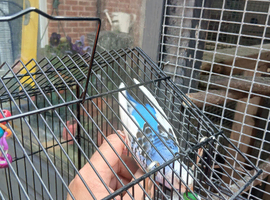 Baby hand tame budgie and cage