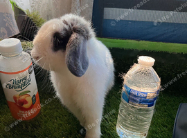 Mini lop male