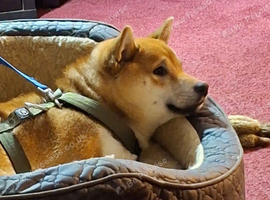 Shiba inu
