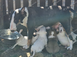 Champion blood line pups forsale