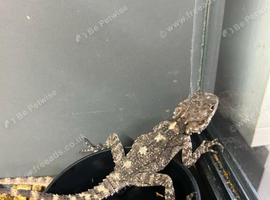 Starred Agama at Birmingham Reptiles