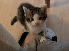 Kittens Looking for a Loving Home