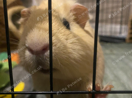 Looking for a sow or neutered boar!