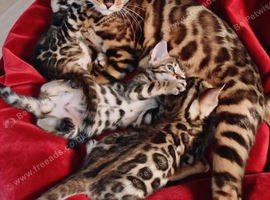 Beautiful Bengal kittens