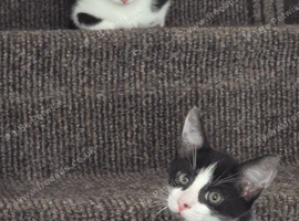 2 boy kittens available ready to leave