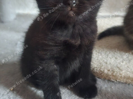 Two british chocolate-colored kittens are waiting for a loving home.