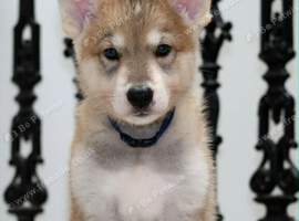 Timber wolfalike puppies