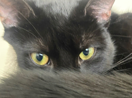 Bombay Black Panther