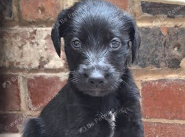 First cross Bedlington x whippet puppies