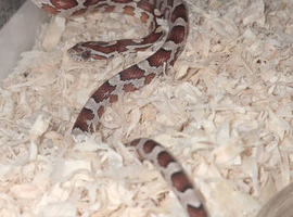 Baby corn snakes