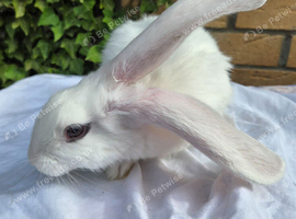 Adorable giant cross kits looking for loving homes