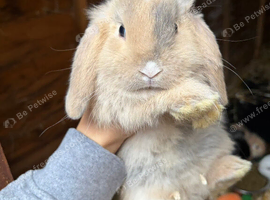 Gorgeous mini lop babies
