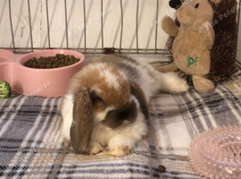 Bunny