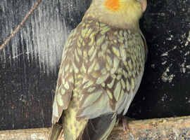 Cockatiels for sale