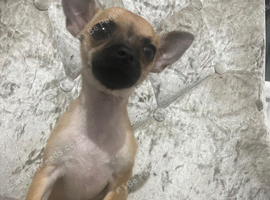 Chihuahua for sale