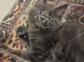 Pure maincoon kitten