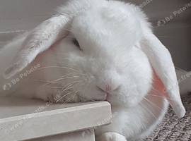 1 year old female lop