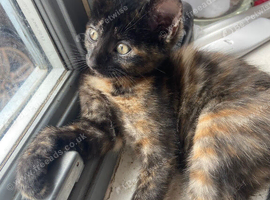Gorgeous playful kitten looking for new home
