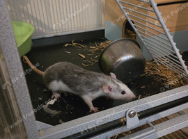 3 female rats and cage