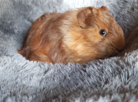Baby Guinea pigs for sale Ready now