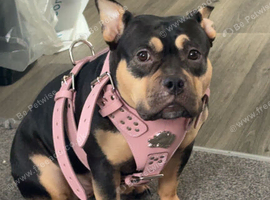 Female pocket bully