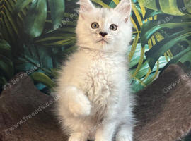 Stunning tica registered polydactyl maine coons