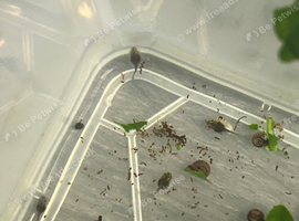 Yellow bellied toad TADPOLES