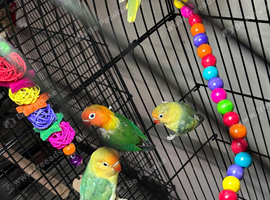 Baby lovebirds