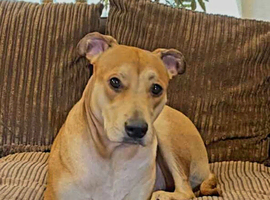 Lurcher Leah for Rehoming