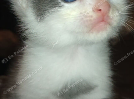 Light grey /white tortoise shell male kitten