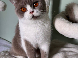 2 year old female British shorthair