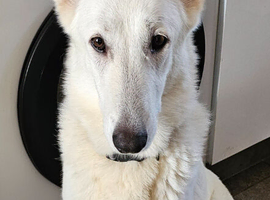 Gorgeous white german shepherd pups