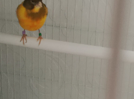 Canary hen