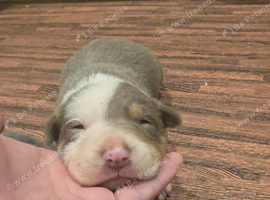 DNA tested Lilac and Blue Tri from ISDS Parents