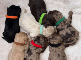 Beautiful F1 Cavapoo Puppies Health Tested Parents