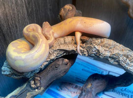 Banana Pied Royal Pythons at Birmingham Reptiles