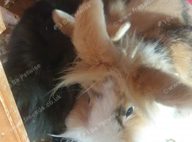 3 Dutch cross lion head girls