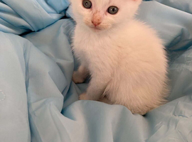 White kitten