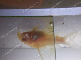 Longfin Albino Corydoras 3cm